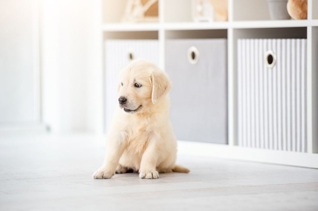 How to Help a Puppy with Separation Anxiety