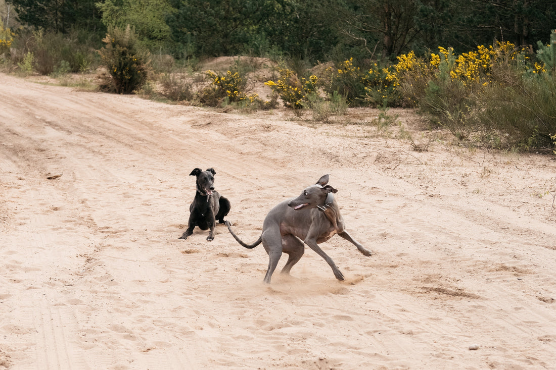 Internet Dog Ownership vs Real Life Dog Ownership