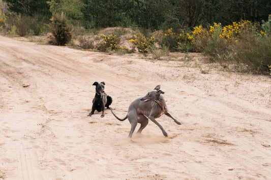 Internet Dog Ownership vs Real Life Dog Ownership