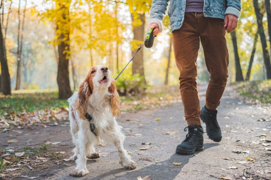 Why Is My Dog Reactive To Other Dogs?