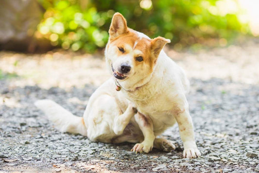 Can Anxiety Cause Skin Problems and Fur Loss in Dogs?