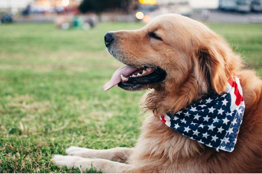 Parties: How to Tell If Your Dog Is Anxious or Excited