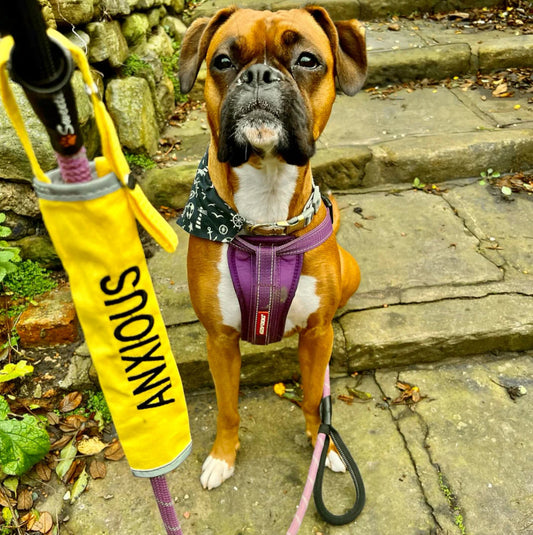 Sharing Your Life With an Anxious & Reactive Dog