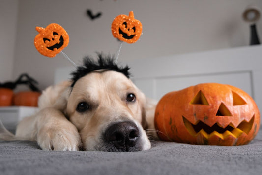How To Keep Your Dog Calm on Halloween