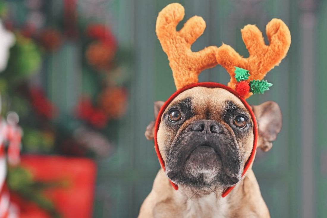 The Best Christmas Present Ideas for Dogs in 2025