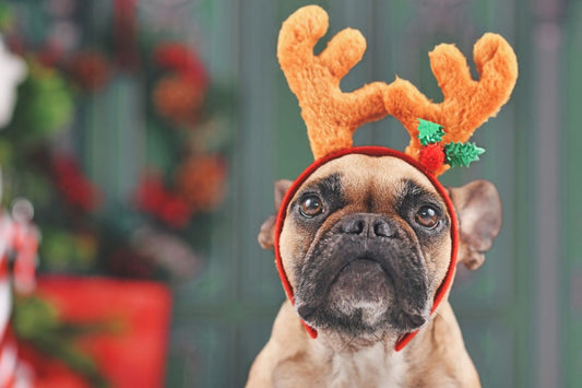 The Best Christmas Present Ideas for Dogs in 2025