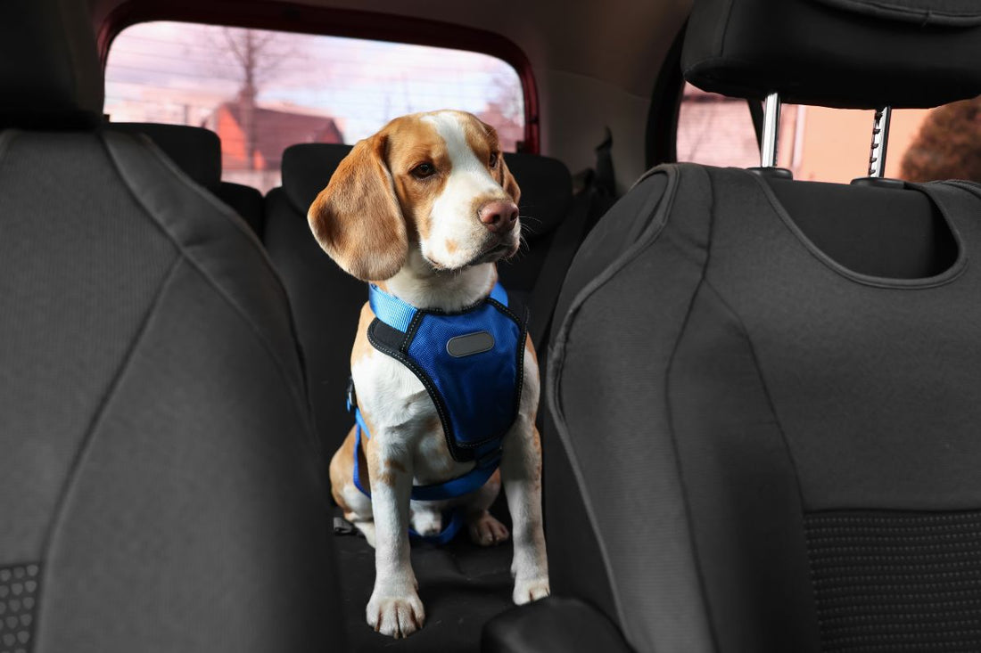 Your Ultimate Guide to Travelling with an Anxious Dog