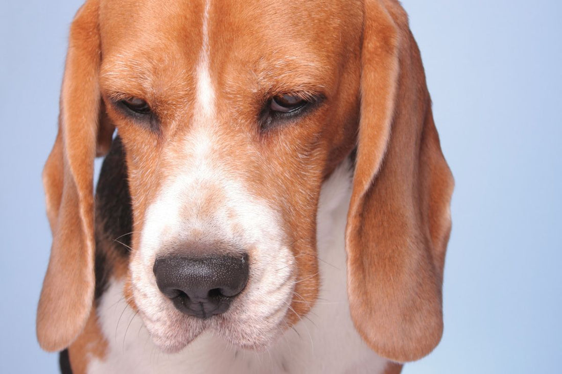 Signs Your Dog is Anxious and How to Help