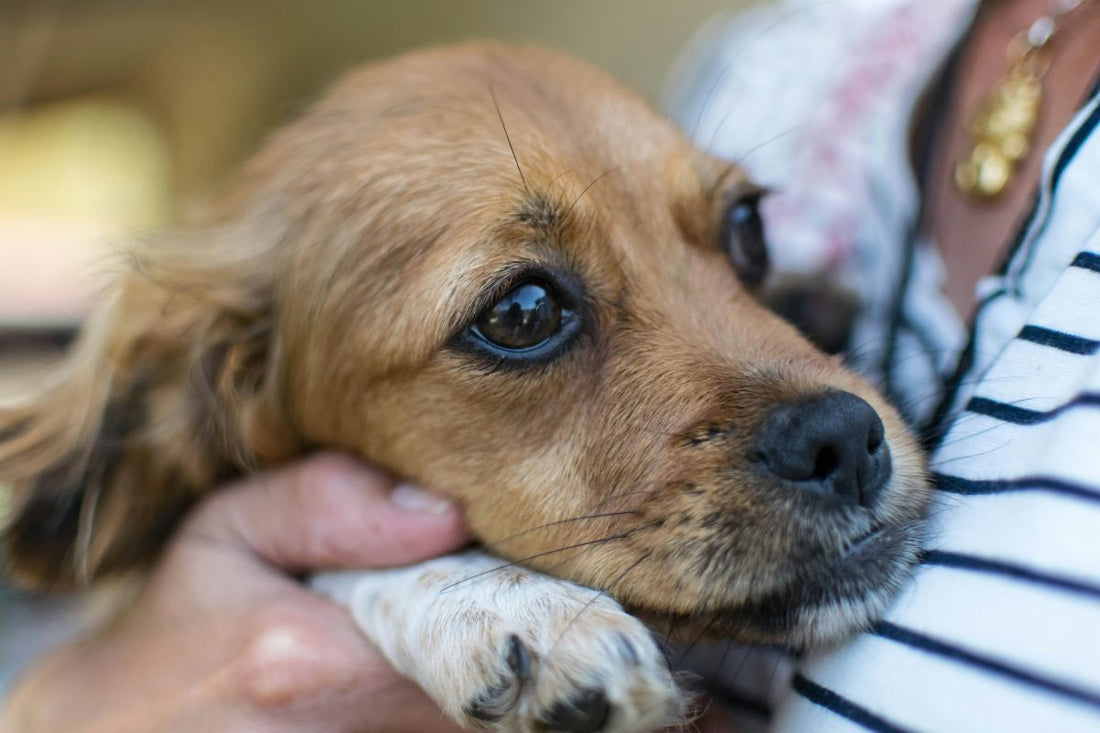 How to Keep Your Dog Calm During a Storm