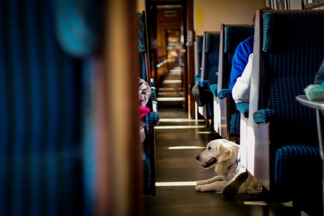 Tips for Taking Your Dog on a Train