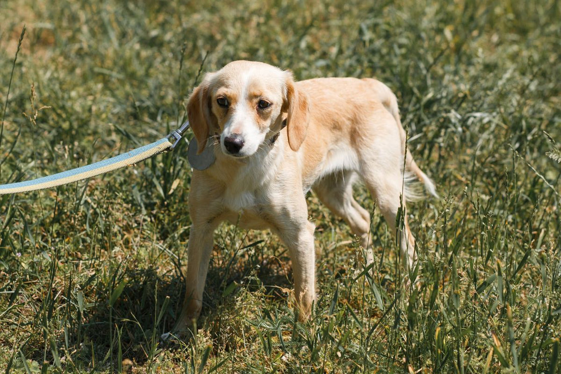 How to Help a Dog That Is Scared of Loud Noises