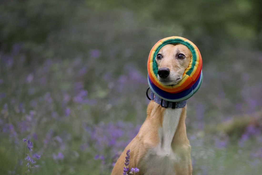 Whippet wearing ear muffs in a meadow