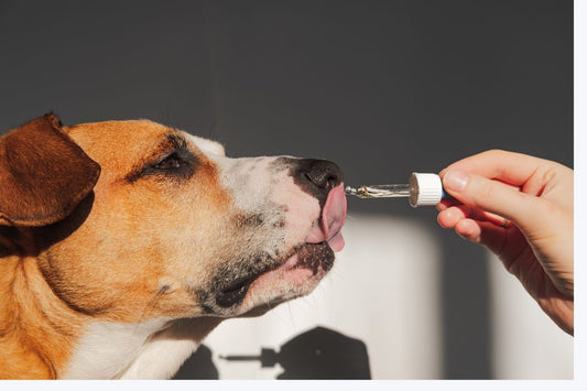 How to Choose the Right Supplements for Your Dog: A Guide