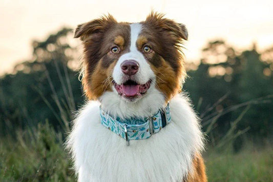 Dog wearing blue martingale collar.