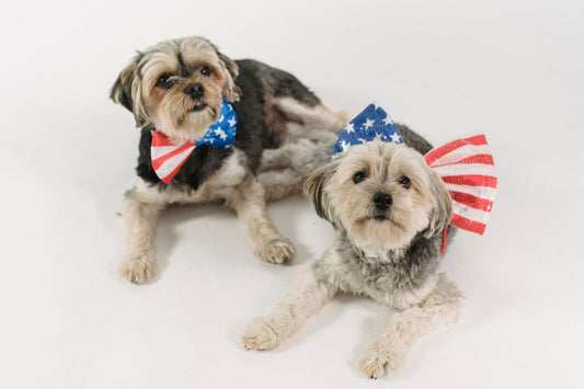 How to Keep Your Dog Calm on the 4th of July