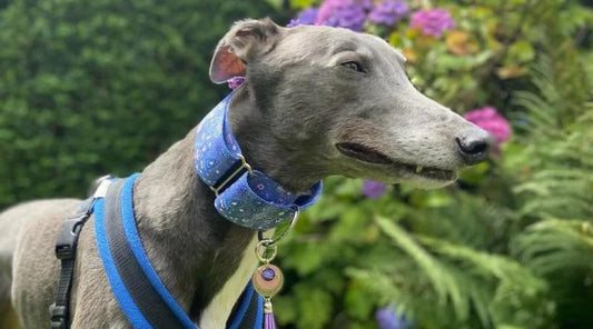 Greyhound wearing Martingale collar.