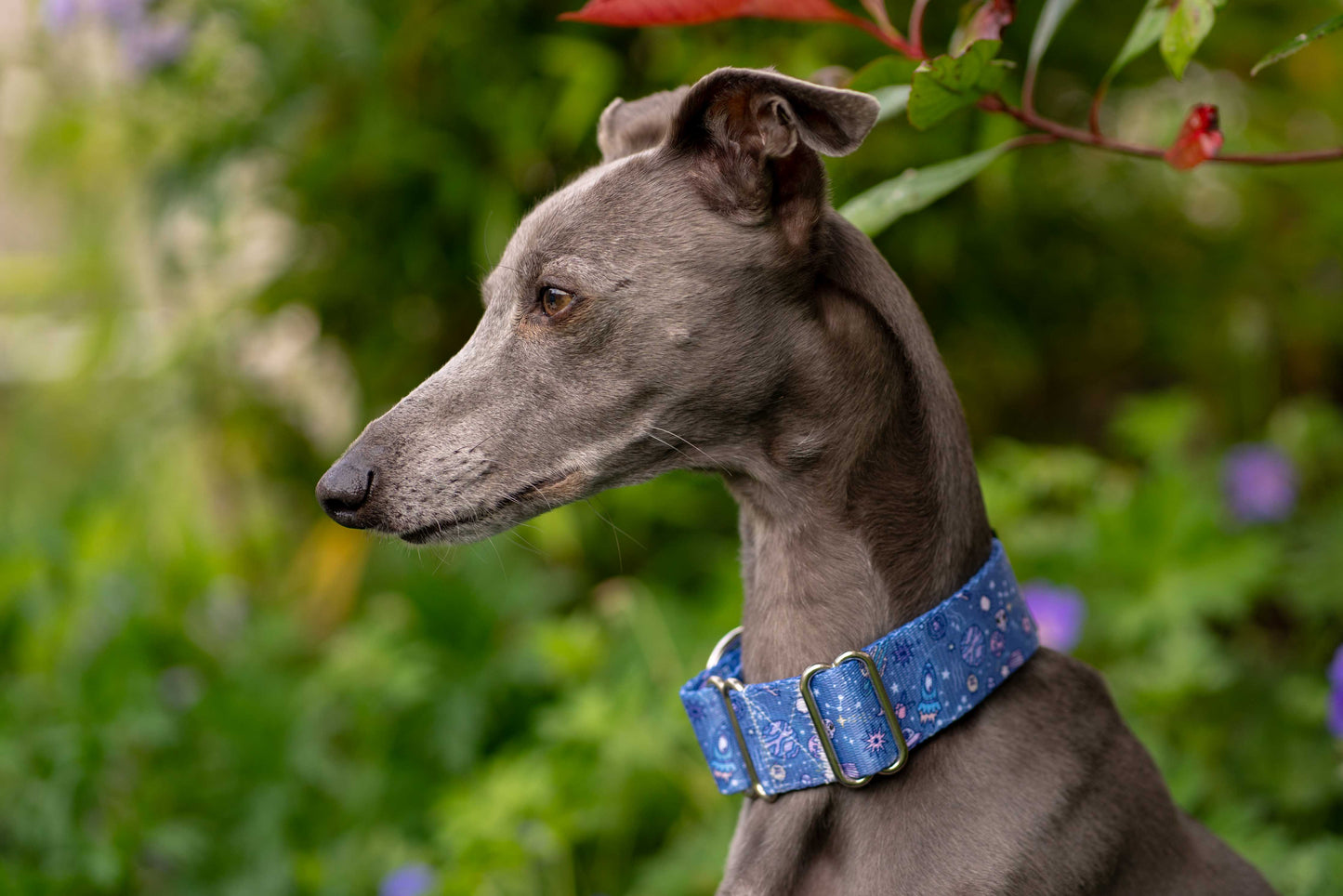 Side view of greyhound wearing blue spaced out martingale dog collar.