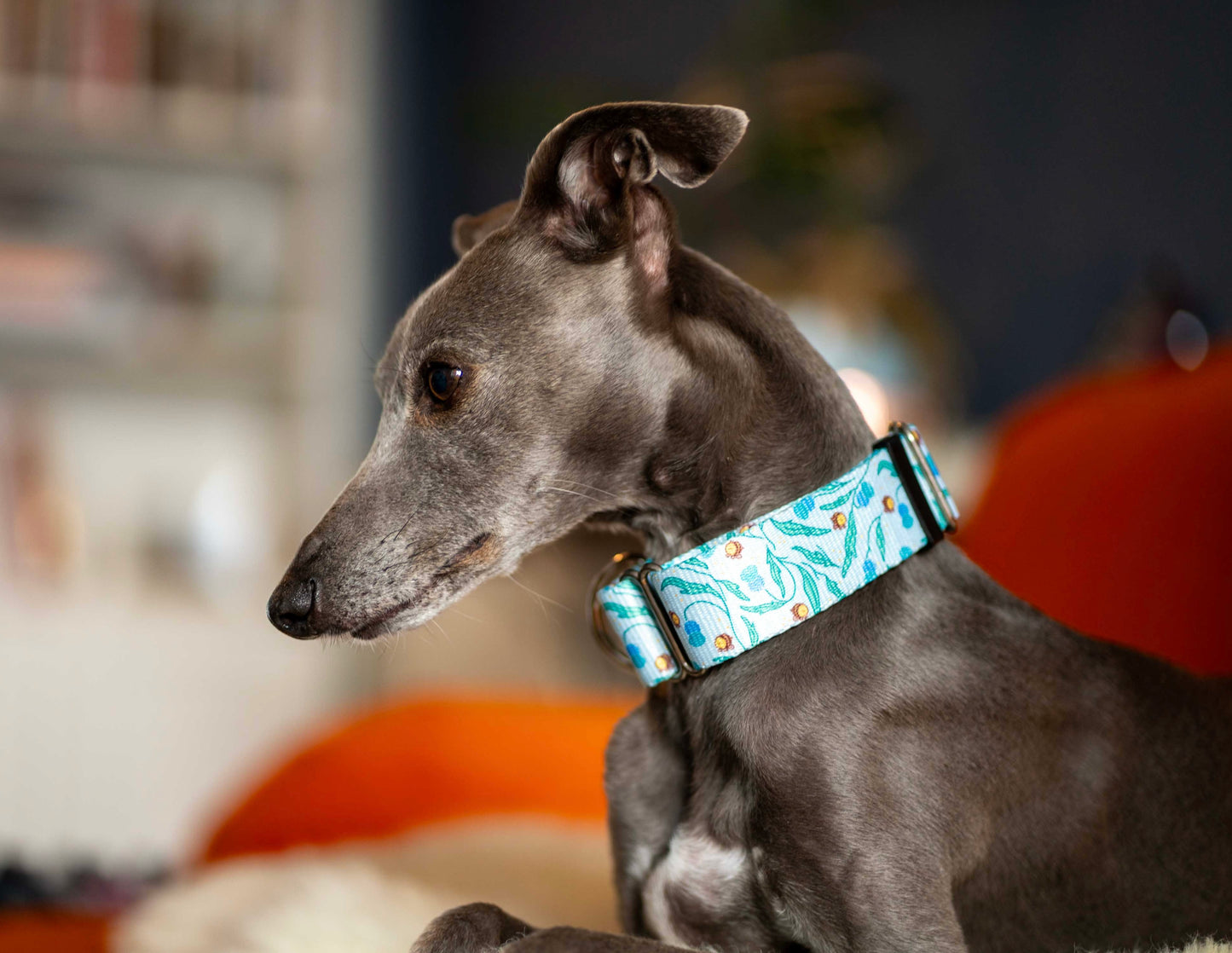 Side view of greyhound wearing bee print dog collar.