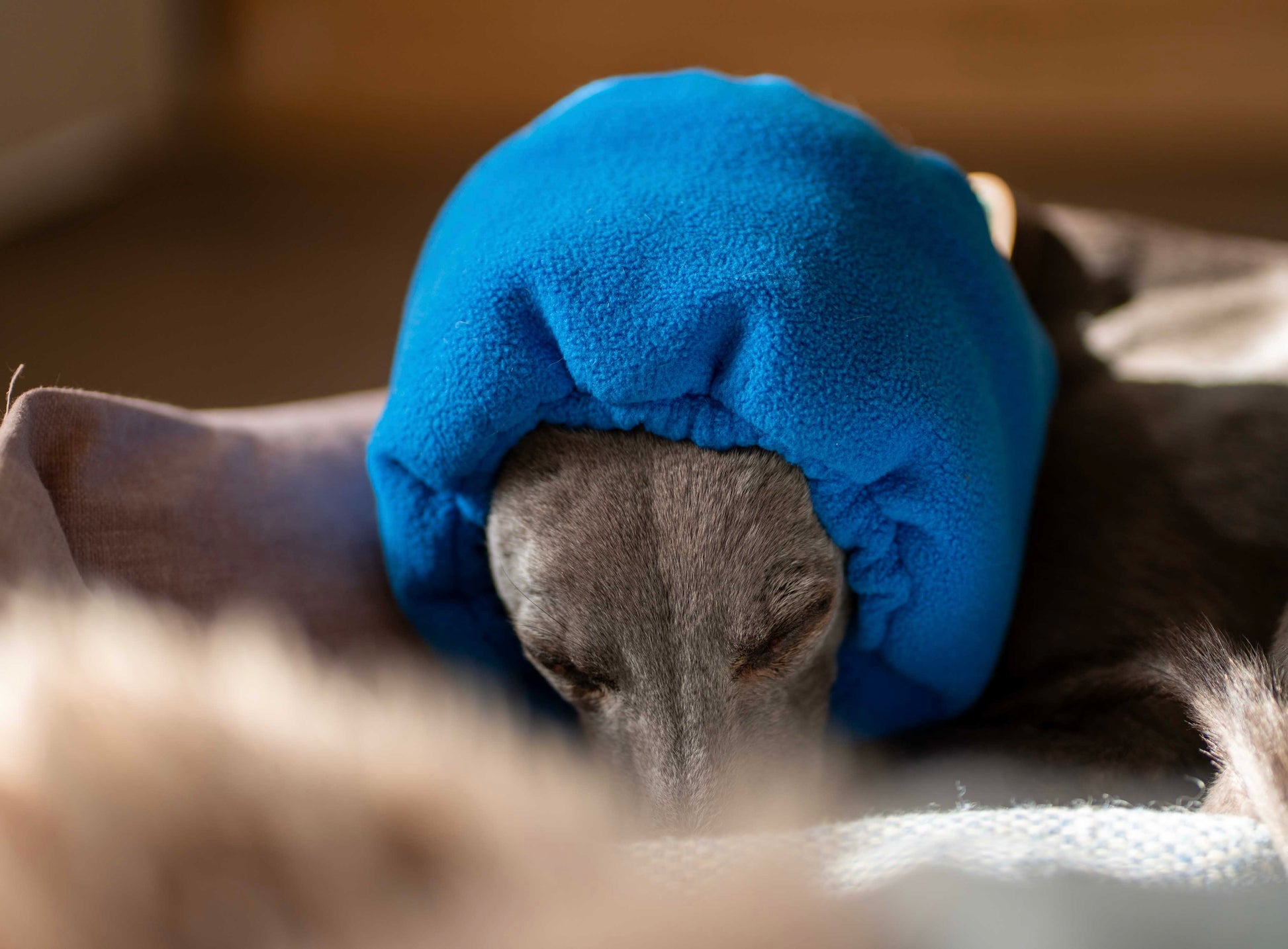 Close up of dog wearing blue ear muff.