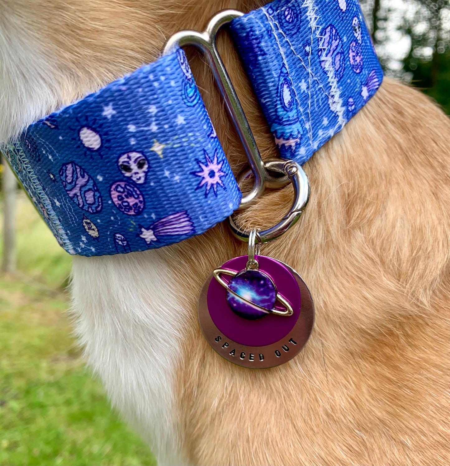 Close up of blue martingale dog collar.