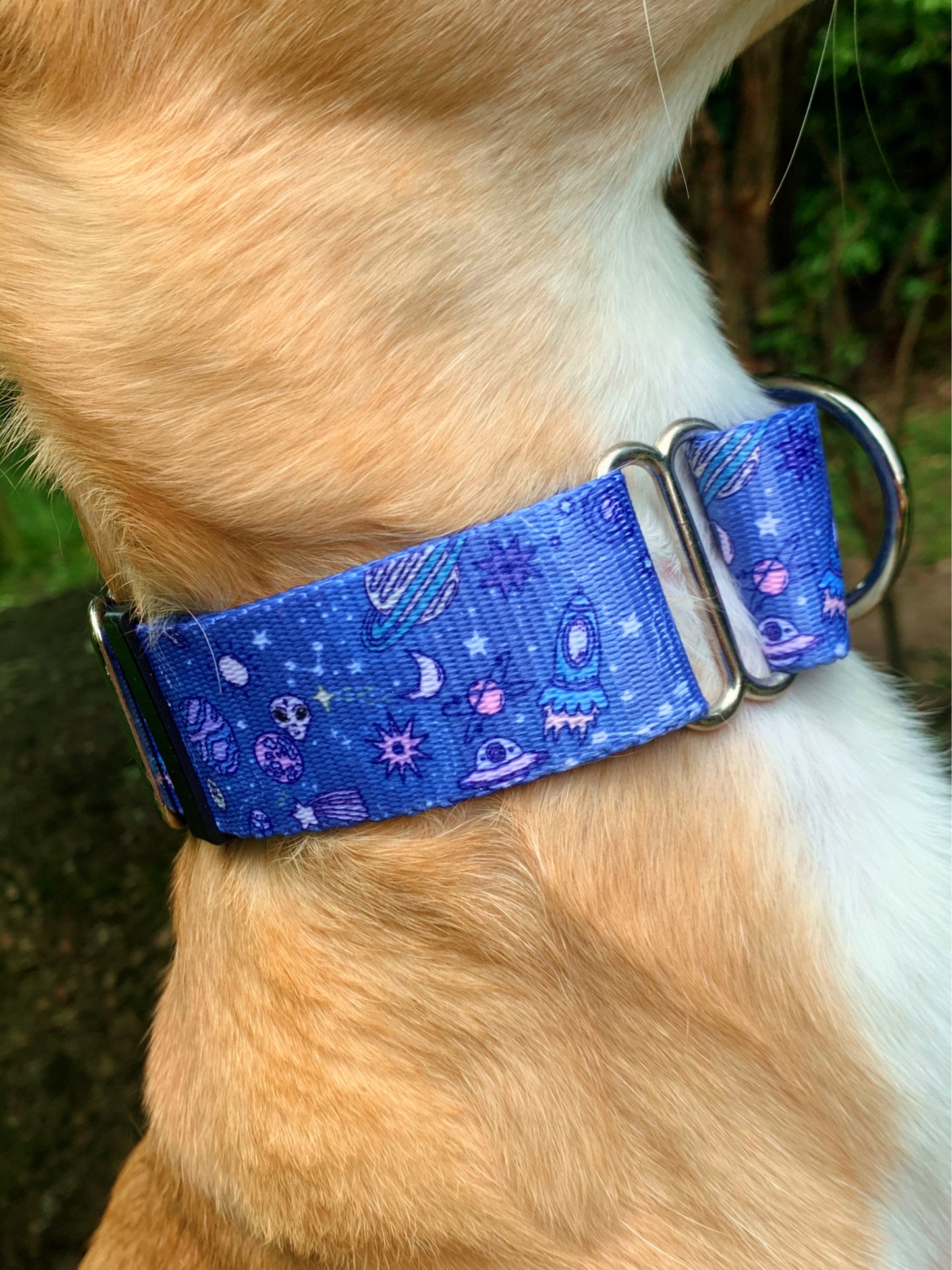 Dog wearing blue martingale collar.