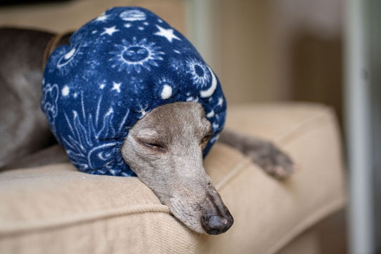 Greyhound wearing blue snood ear protector.