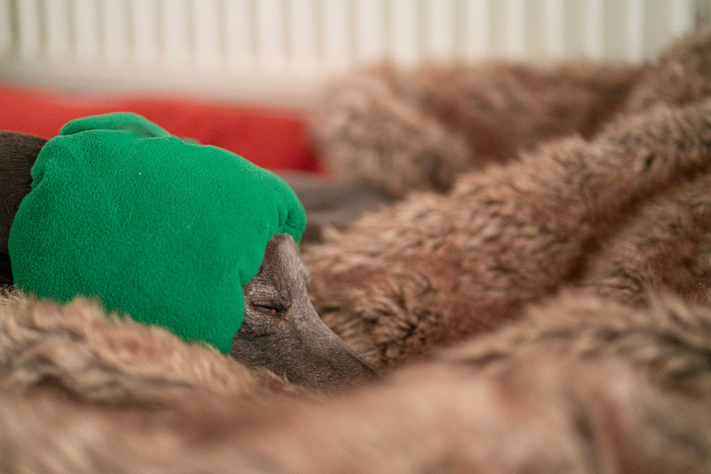 Dog wearing emerald green earmuff.