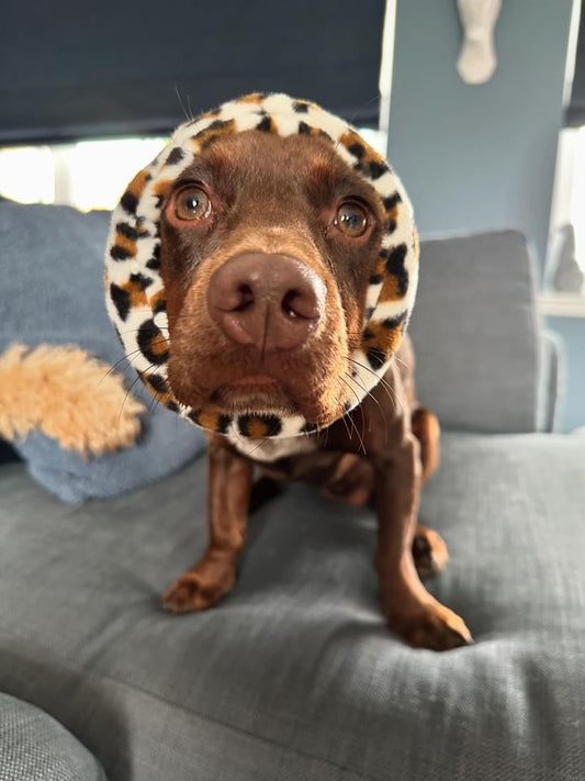Brown dog wearing leopard ear defender.