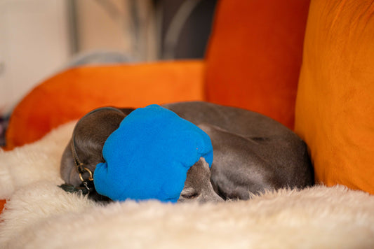 Dog sleeping with cobalt blue dog ear muff.