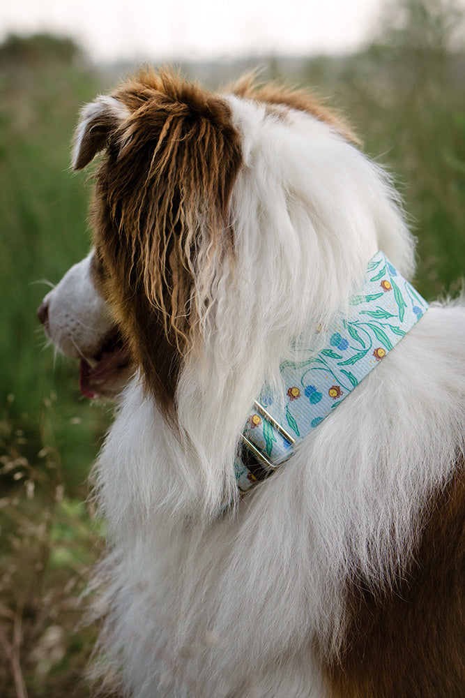 Dog wearing bee print martingale dog collar.