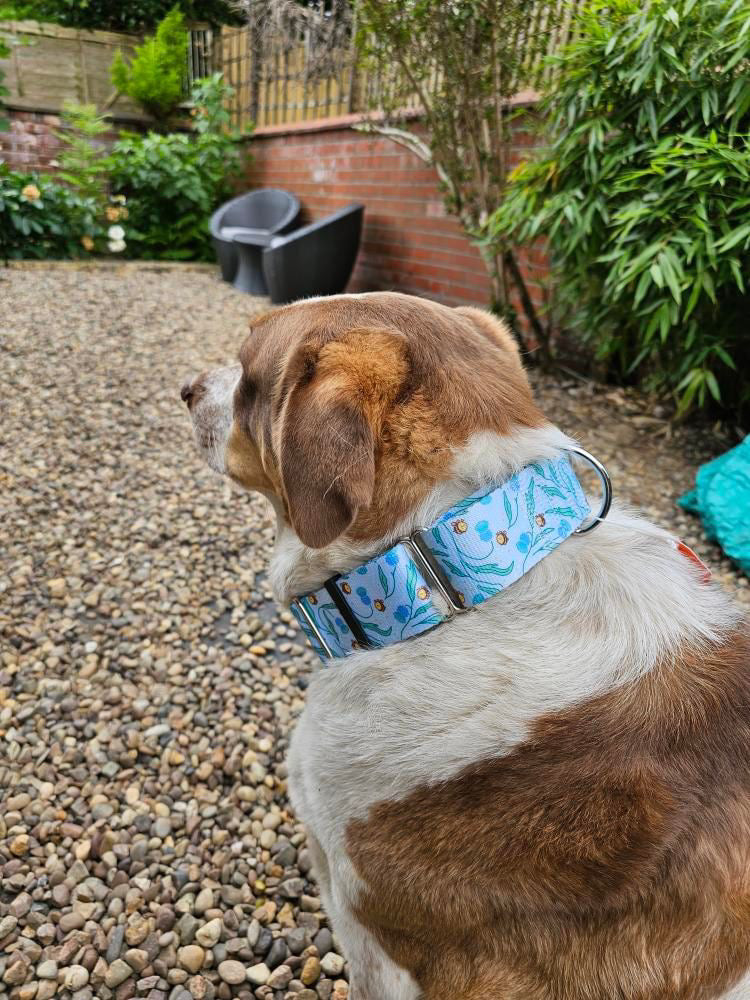 Back view of dog wearing bee print martingale collar.