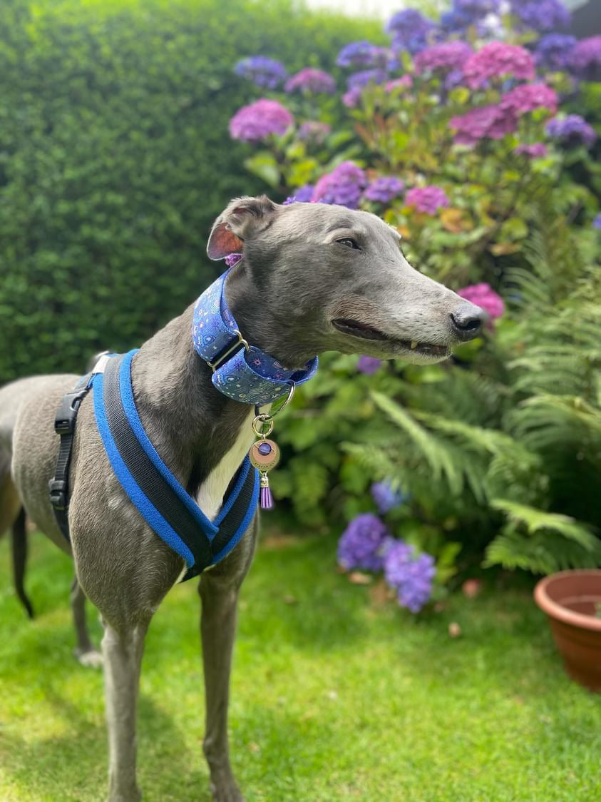 Greyhound wearing martingale dog collar in blue.