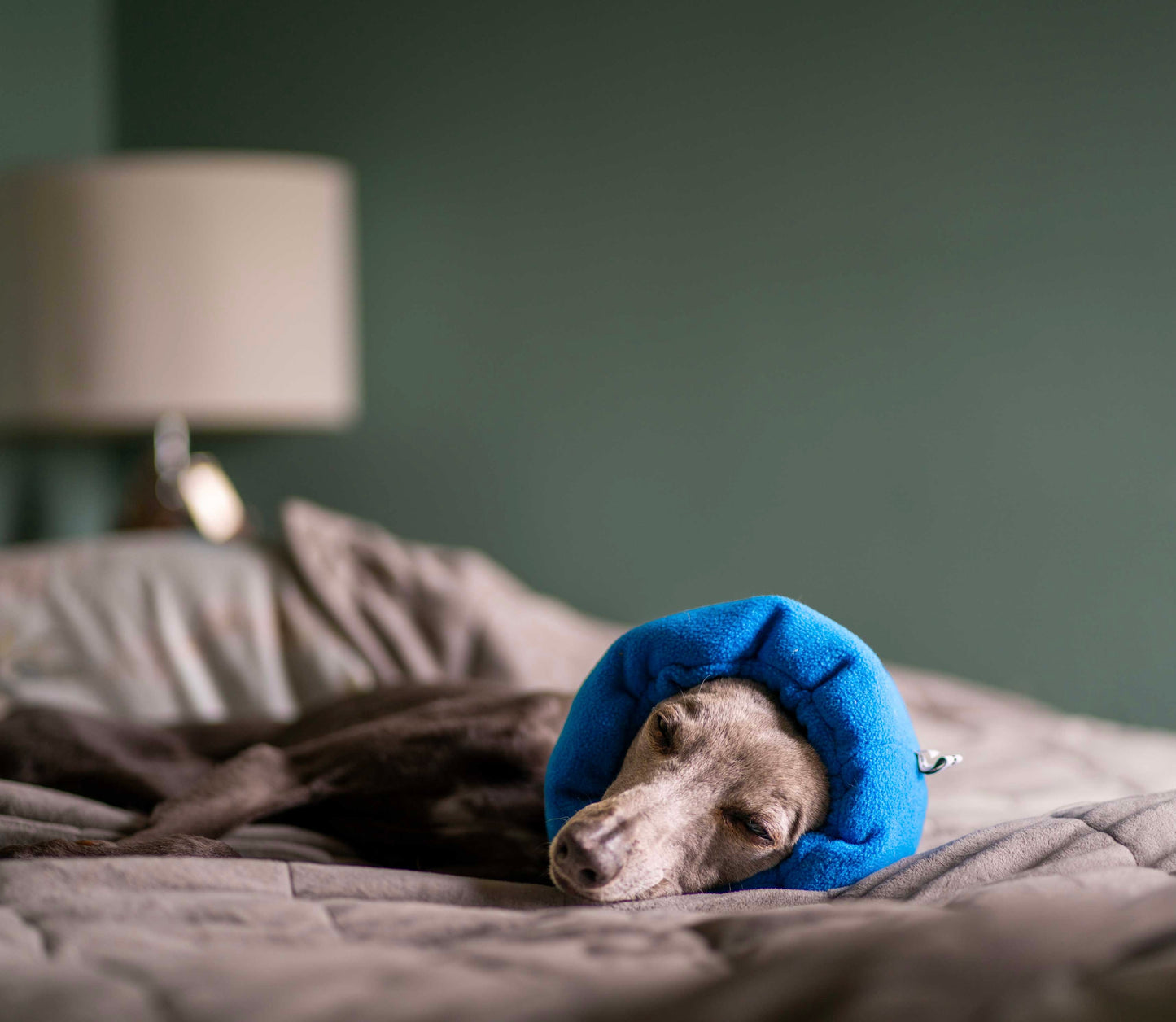 Dog asleep on a bed wearing hush muff in blue.