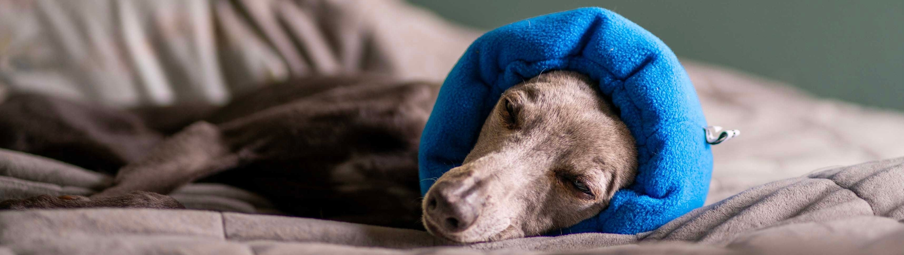 Dog asleep on a bed wearing hush muff in blue.