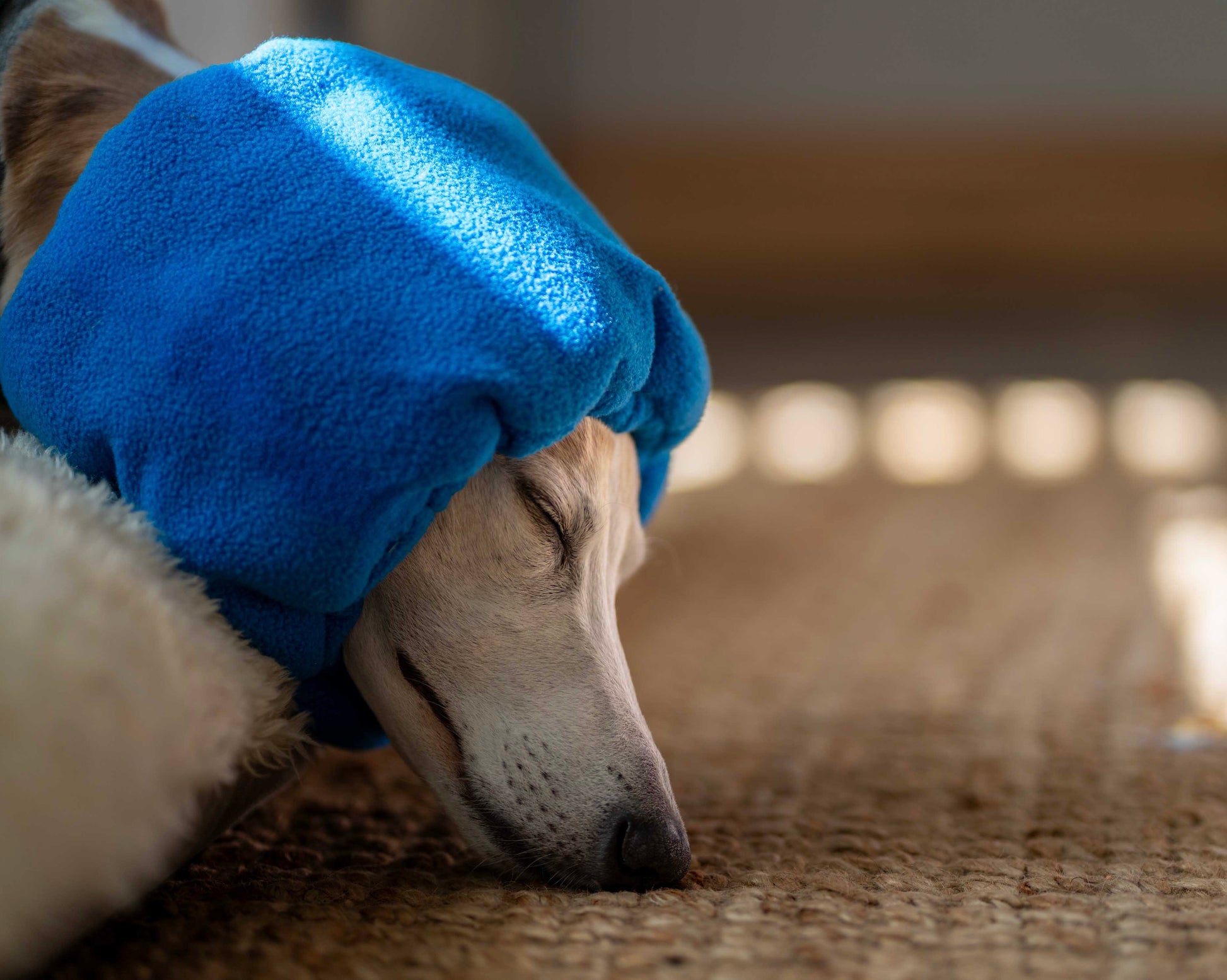 Dog asleep with noise cancelling ear muff.