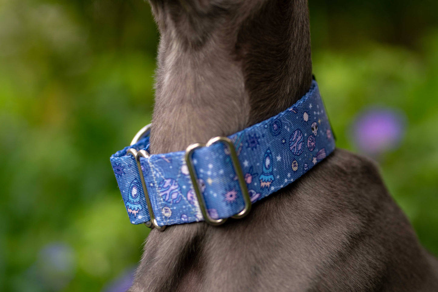 Close up of greyhound wearing martingale dog collar in blue.