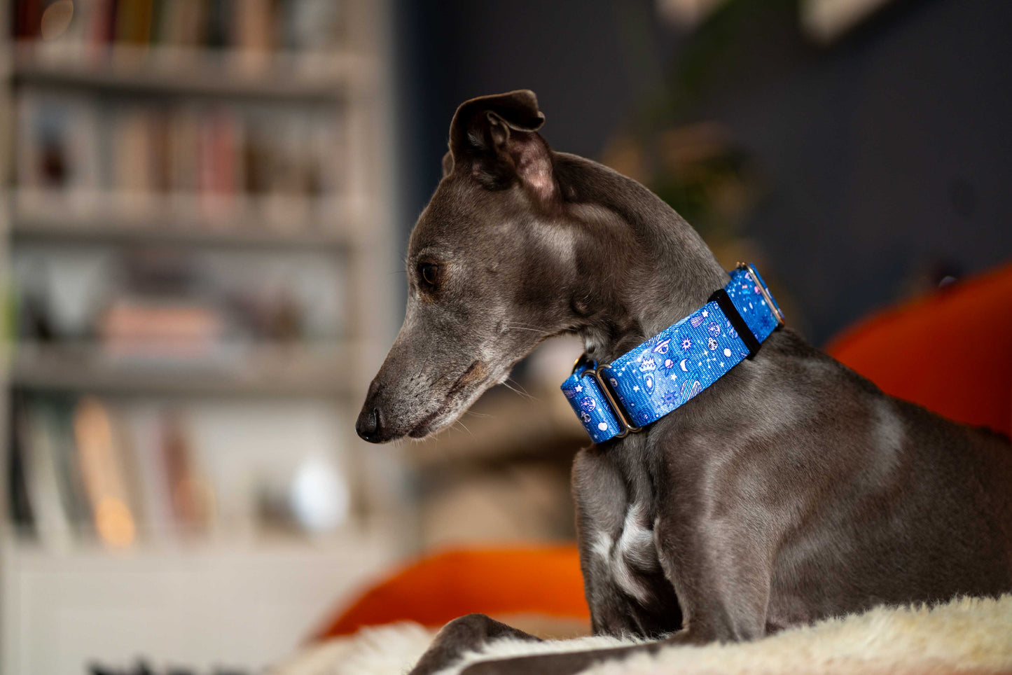 Side view of greyhound wearing martingale dog collar in blue space print.