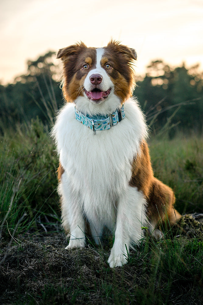 Fluffy dog wearing bee print martingale dog collar.