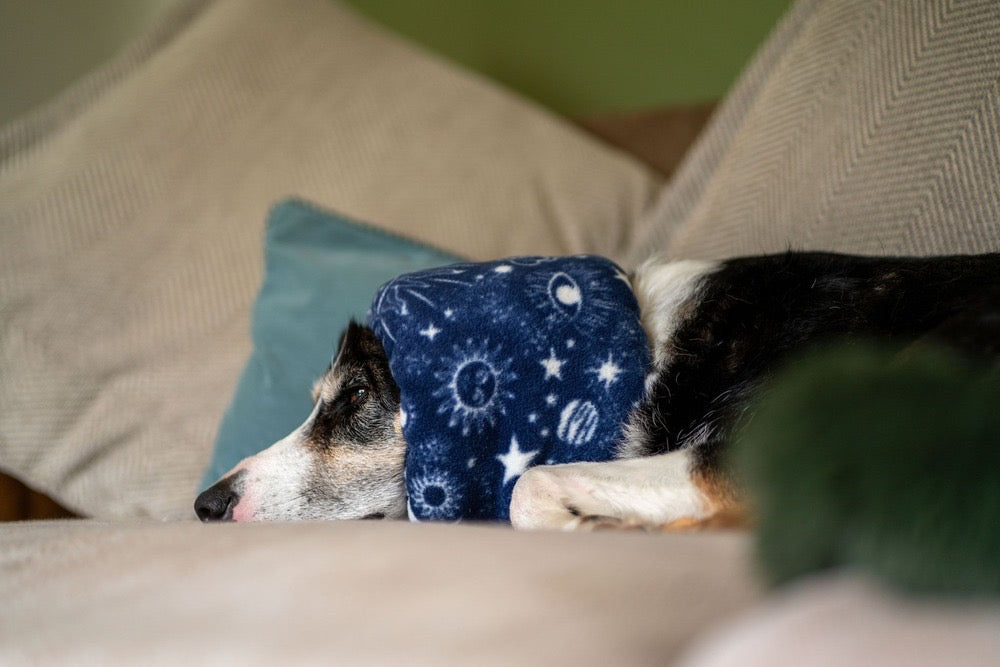 Dog wearing celestial pattern snood ear protector.