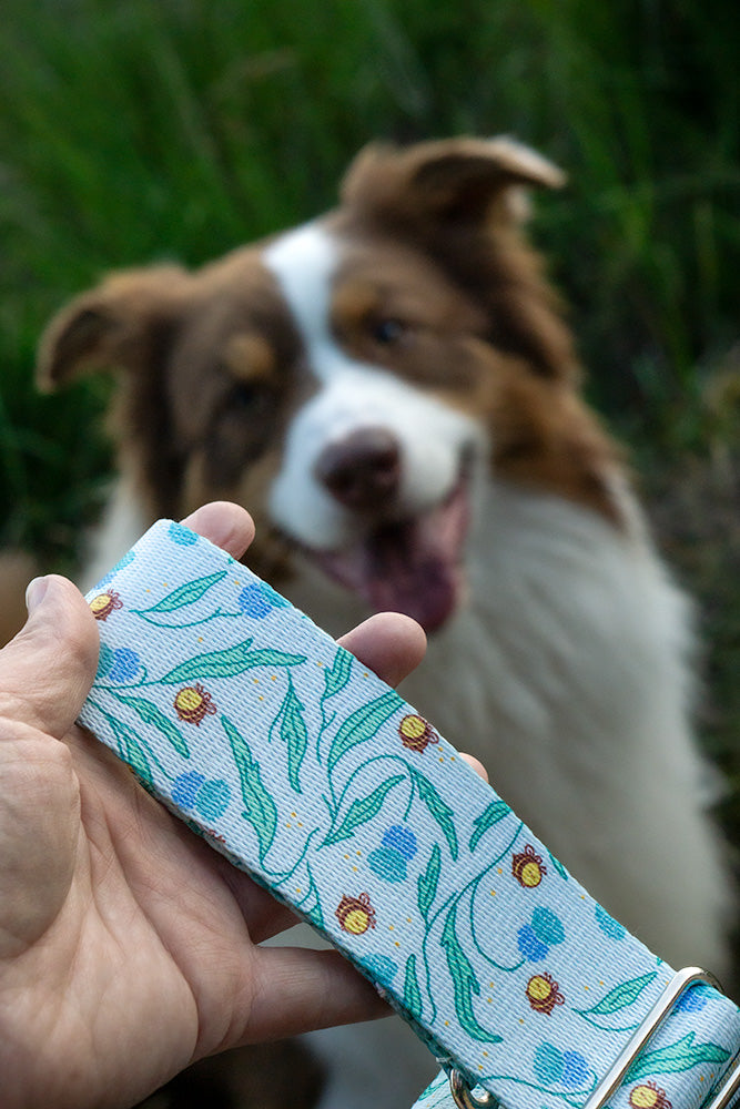 Person holding bee print martingale collar.