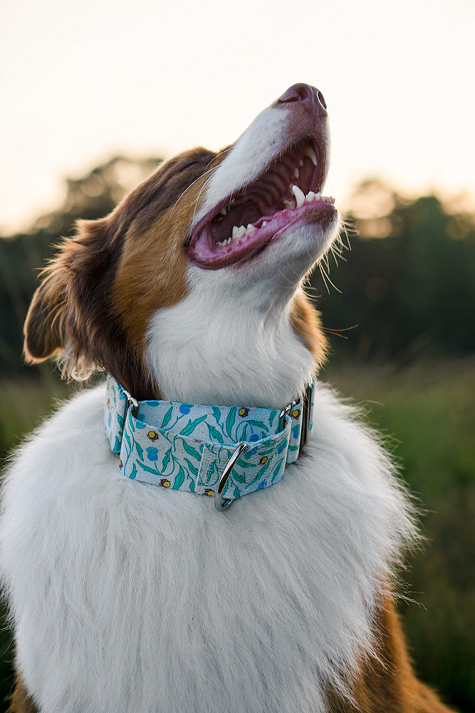 Happy dog wearing martingale dog collar in bee print.