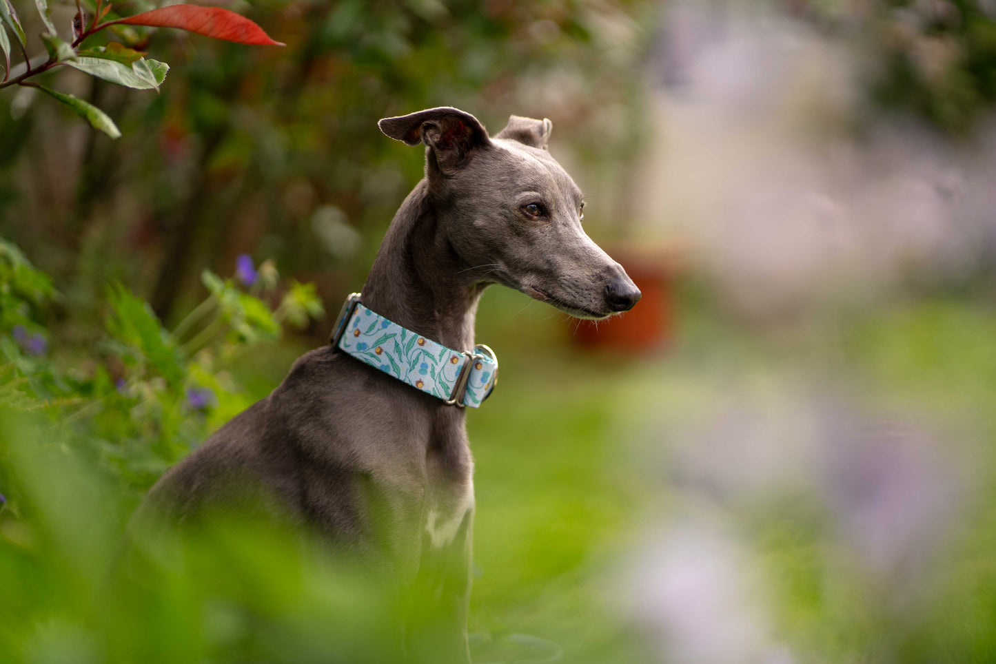 Greyhound wearing bee dog collar.