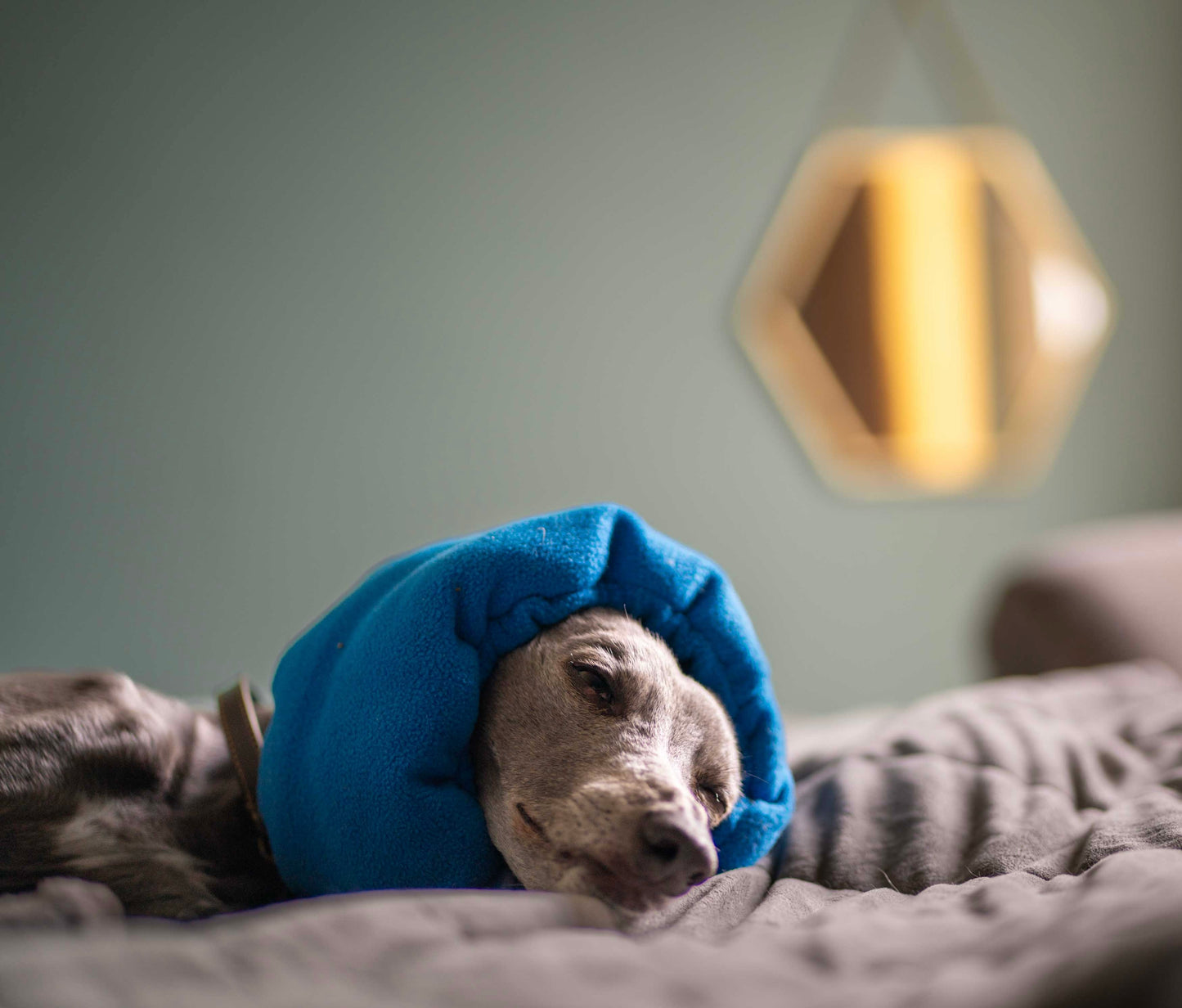 Greyhound wearing dog ear muff in blue.