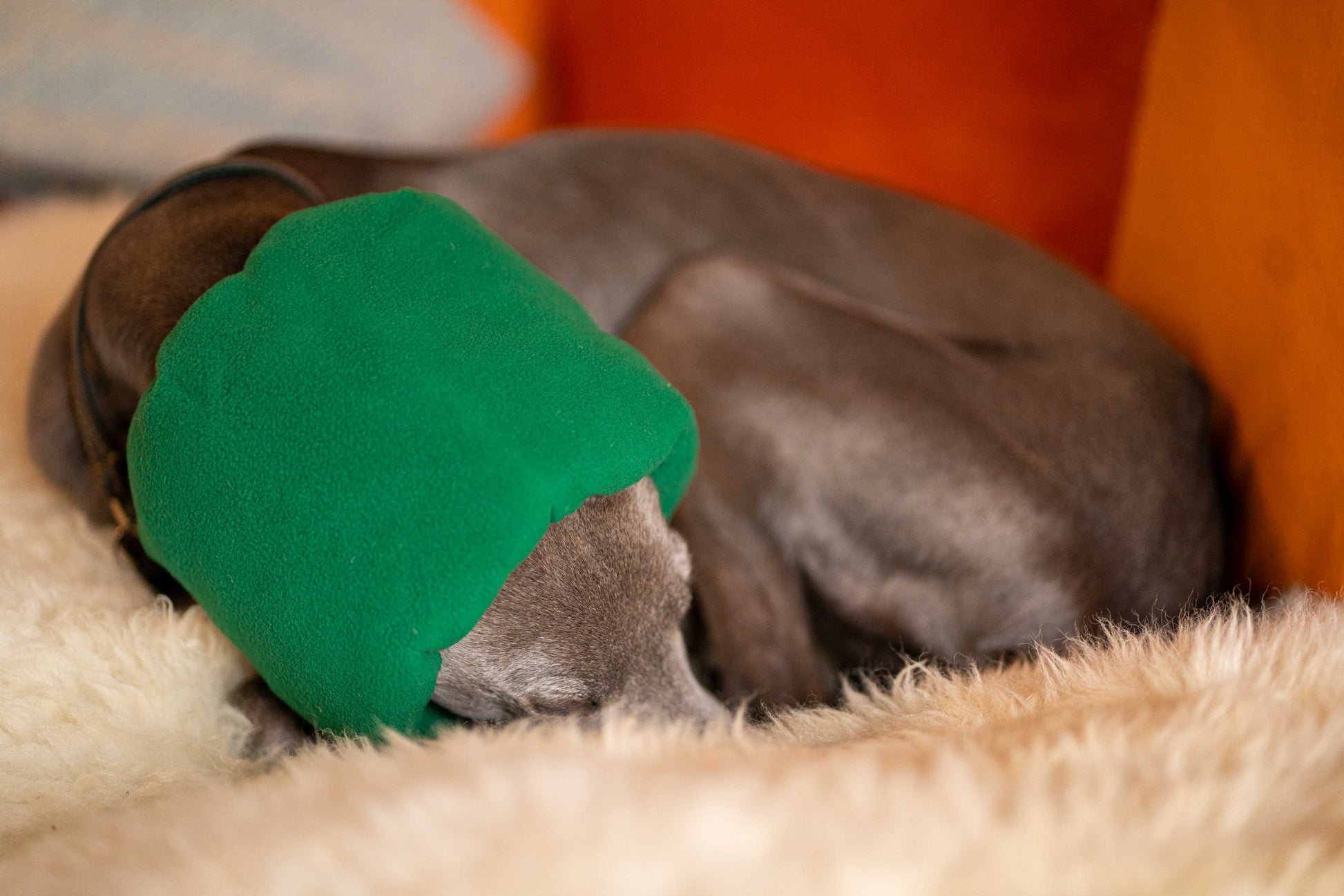 Greyhound sleeping in anxiety calming dog earmuff.