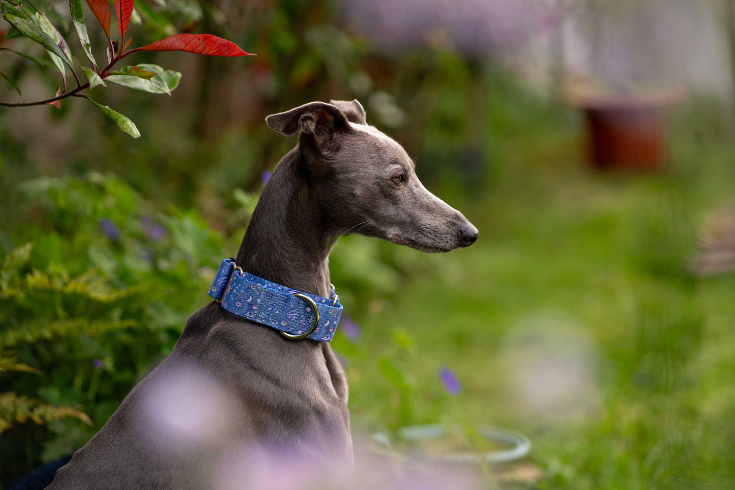 Greyhound wearing space print blue martingale dog collar.