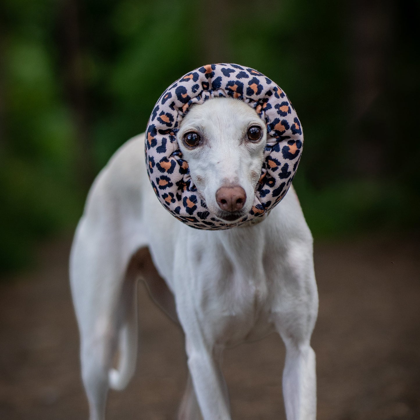 A white dog standing on a dirt path in a forest, wearing a leopard-print hush muff
