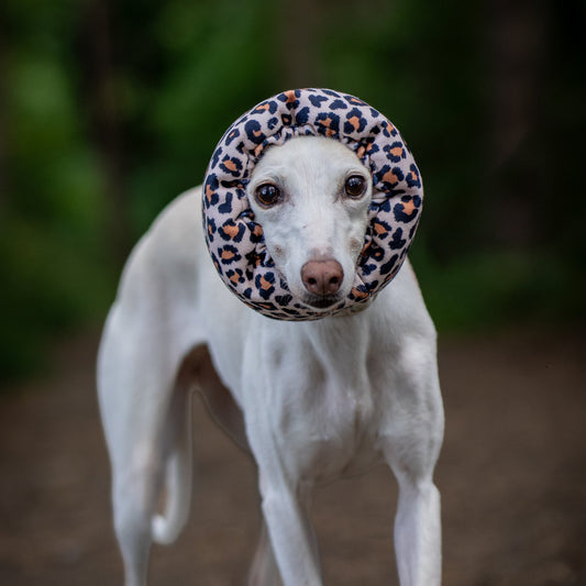 A white dog standing on a dirt path in a forest, wearing a leopard-print hush muff