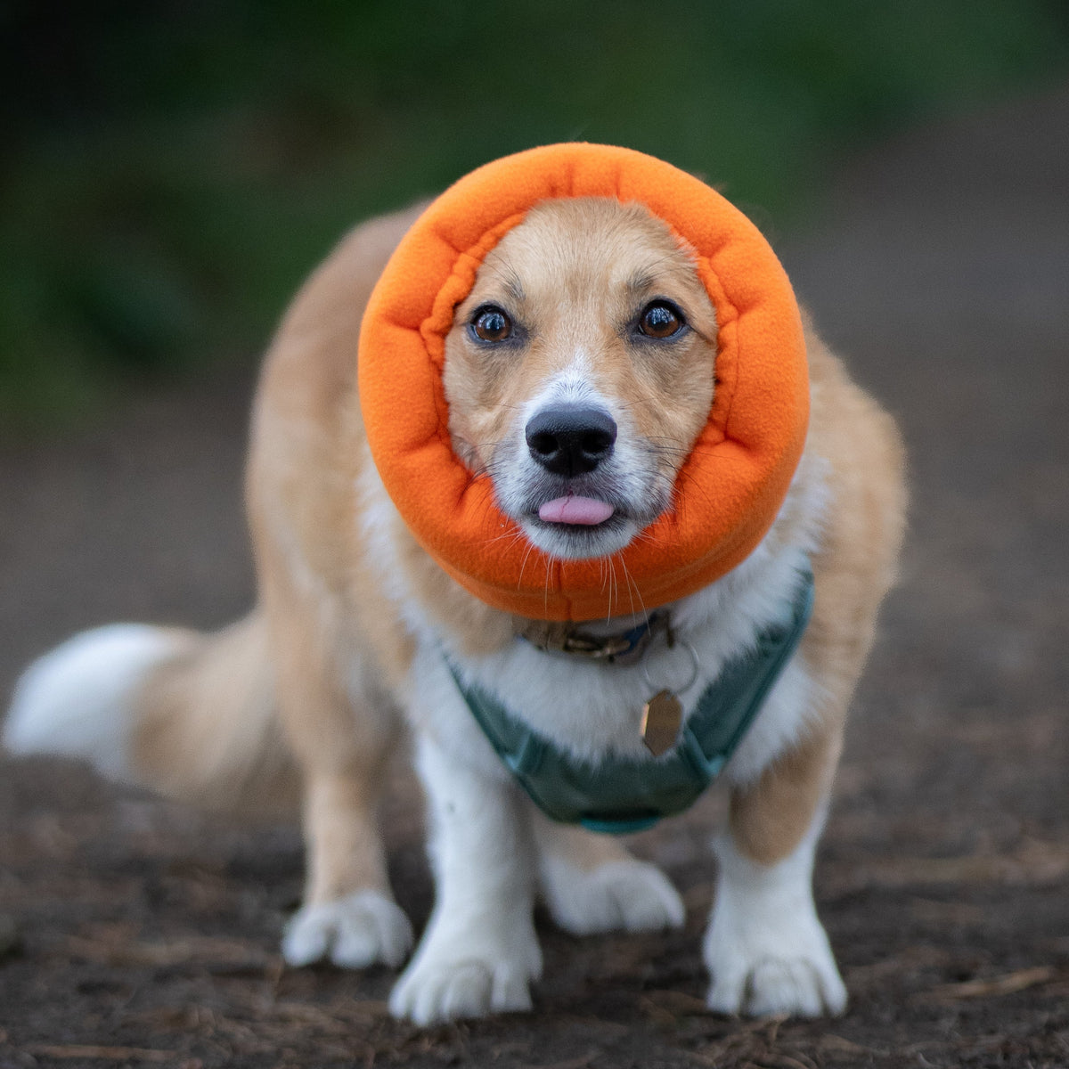 Neon Orange Hush Muff