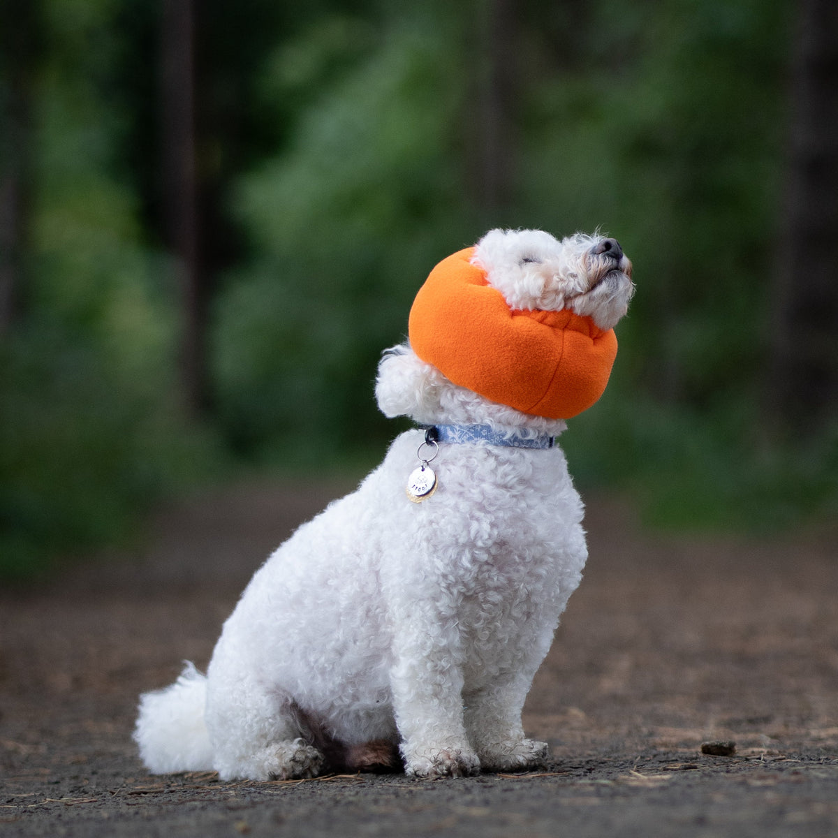A small white dog sitting on a dirt path in a forest, wearing a bright orange ear cover