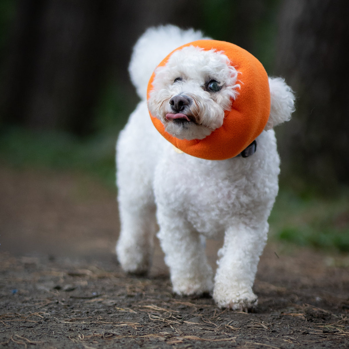 A small white dog walking on a forest path wearing a bright orange protective ear cover